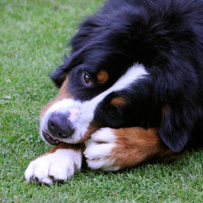 Boycie Enjoys a Bone