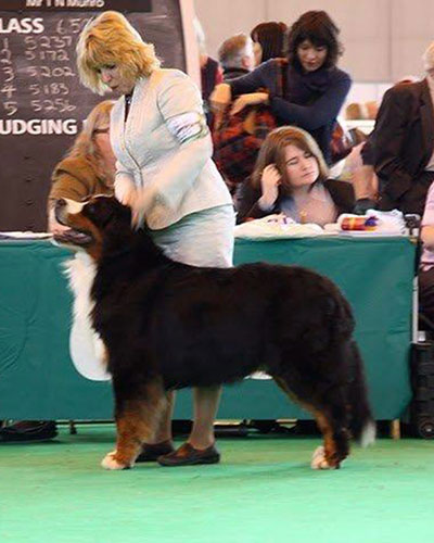 GoodBoy van’t Stokerybos at Crufts