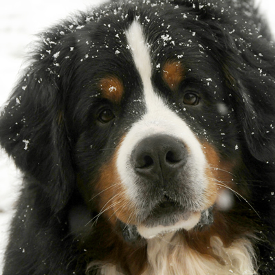 Boycie in the Snow