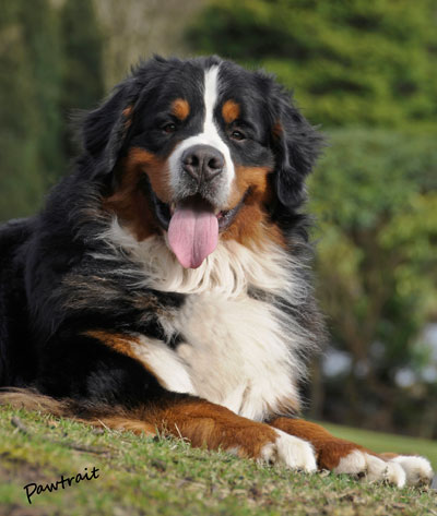 bernese mountain dog