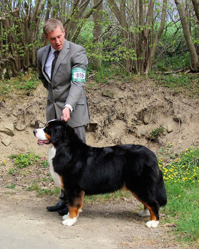 Crufts Dog Show - Страница 7 Breeze-at-WPBW